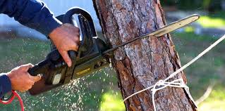 Best Palm Tree Trimming  in Bonny Doon, CA