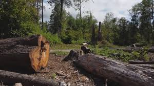 Best Landscape Design and Installation  in Bonny Doon, CA