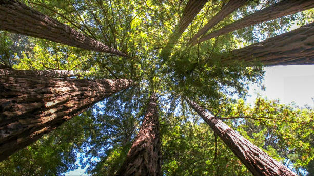 How Our Tree Care Process Works  in  Bonny Doon, CA