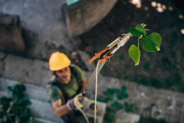 Best Leaf Removal  in Bonny Doon, CA