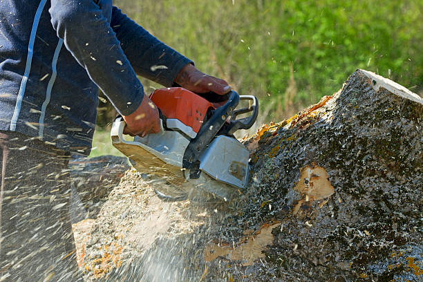 Best Hazardous Tree Removal  in Bonny Doon, CA