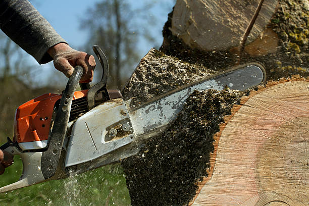Best Commercial Tree Services  in Bonny Doon, CA