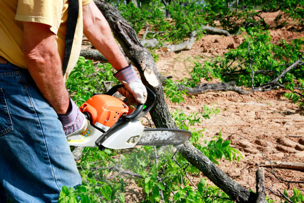 Best Lawn Grading and Leveling  in Bonny Doon, CA